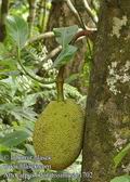 Artocarpus_odoratissimus_g1702