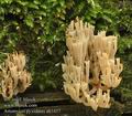 Artomyces_pyxidatus_ab3437