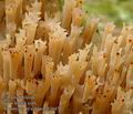 Artomyces_pyxidatus_ab3647