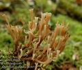 Artomyces_pyxidatus_ab3651