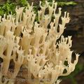 Artomyces_pyxidatus_bh9382