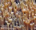 Artomyces_pyxidatus_bp0187