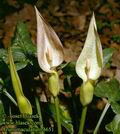 Arum_maculatum_4651