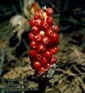 Arum_maculatum_8396