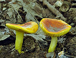 russula_aurea_bh8083