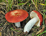 russula_emetica_bs7236