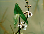 sagittaria_sagittifolia_4954