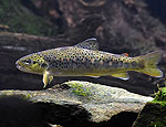 salmo_trutta_m0764