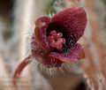 Asarum_europaeum_cg9329s