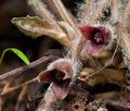 Asarum_europaeum_cg9367s