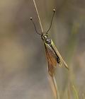 Ascalaphus_ictericus_bg9220