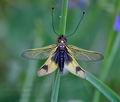 Ascalaphus_longicornis_pi7721