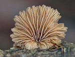 schizophyllum_commune_ak7138