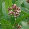 Asclepias_syriaca_af1356