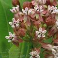 Asclepias_syriaca_af1378