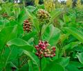 Asclepias_syriaca_ed3007