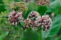 Asclepias_syriaca_f0207