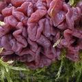 Ascocoryne_sarcoides_aj1746