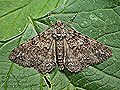 Ascotis_fortunata_jk8796s