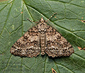 Ascotis_fortunata_jm0537s