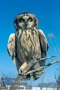 Asio_flammeus_2108