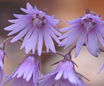 soldanella_montana_aa5764