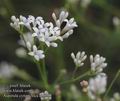 Asperula_cynanchica_ab6262