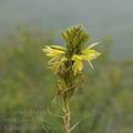 Asphodeline_lutea_ae3117