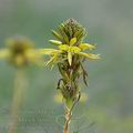 Asphodeline_lutea_dc7973