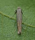 Aspilapteryx_tringipennella_ja1165s