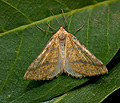 Aspitates_ochrearia_ji3088s