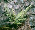 Asplenium_cuneifolium_4120