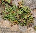 Asplenium_ruta-muraria_ab8494