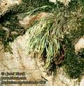 Asplenium_septentrionale_4647