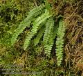 Asplenium_trichomanes_ab8222