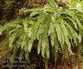 Asplenium_viride_ae1829