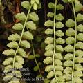 Asplenium_viride_ae1834