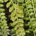 Asplenium_viride_ae1841