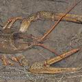 Astacus_leptodactylus_fd0587