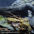 Astacus_leptodactylus_fd3399