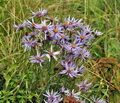 Aster_amellus_bi1639