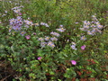 Aster_amellus_cv7671