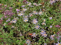 Aster_amellus_cv7675