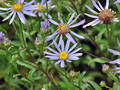 Aster_amellus_cv7677