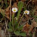 Aster_bellidiastrum_ae1912