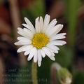 Aster_bellidiastrum_ae1914