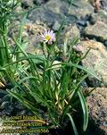 Aster_tripolium_6566