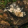 Asterophora_lycoperdoides_bi2608