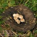 Asterophora_lycoperdoides_bi2615