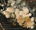 Asterophora_lycoperdoides_bi2619